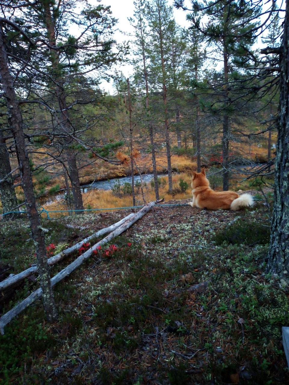 Auroracabin Chalets Saariselkä Exterior foto